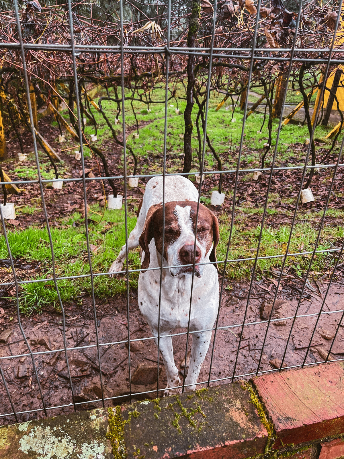 Jaguara fofinho querendo carinho