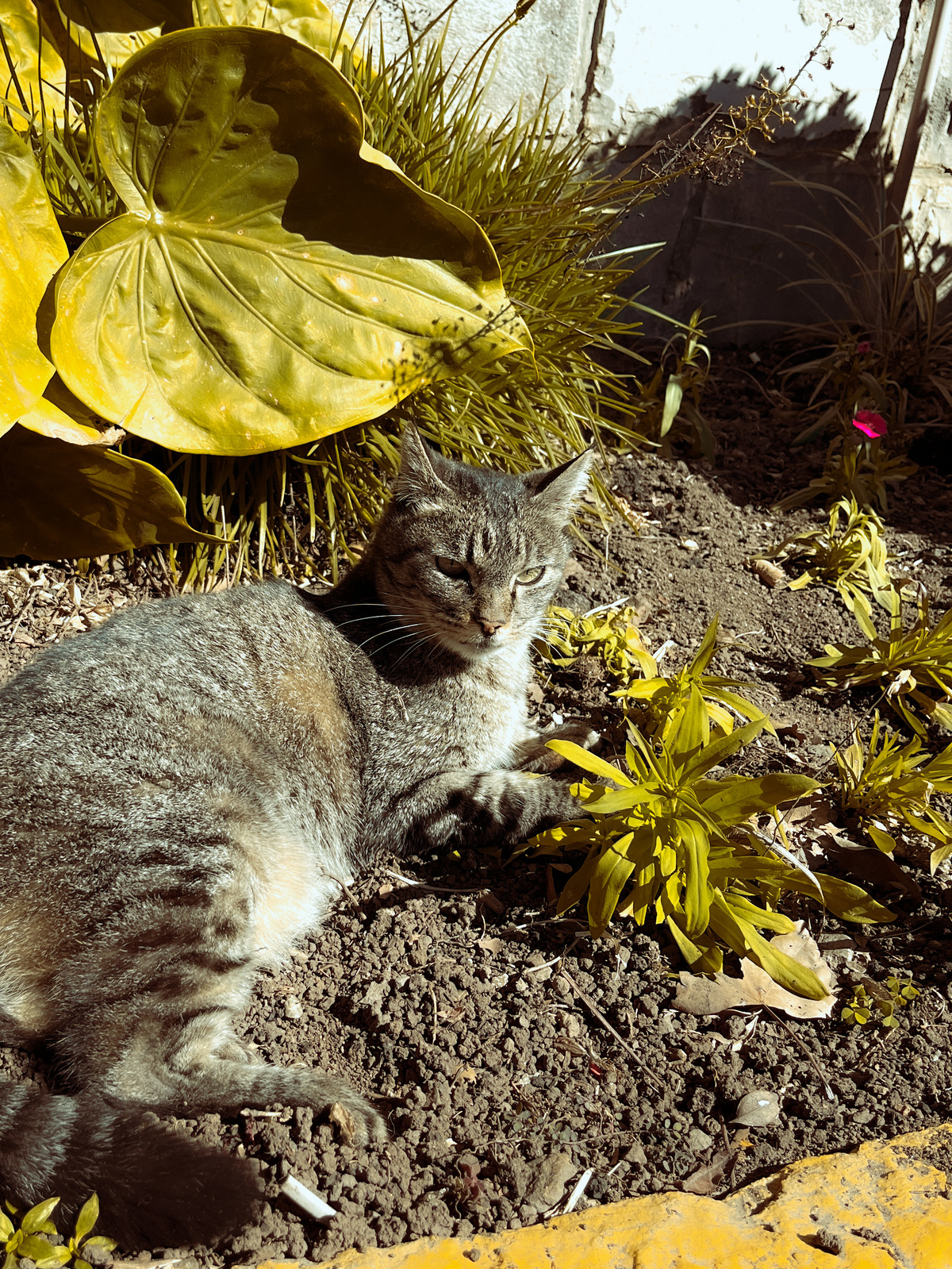 Jaguara brincando na terra