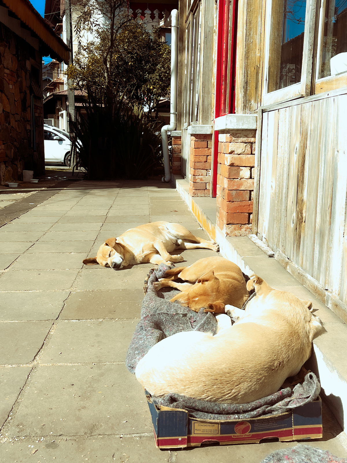 Três jaguaras fazendo naninha