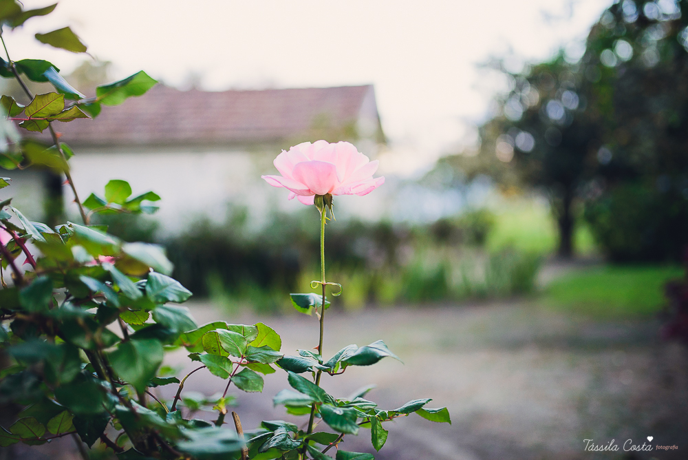 tassilacfotografia, tassila costa, tassila costa fotografa, fotografa em vila velha, fotografa em vitoria, fotografa de familia, fotografa de gravida, fotografa de gravida em vitoria, vitoria es, vix, vila velha, serra es, pedra azul, fotos em pedra azul,