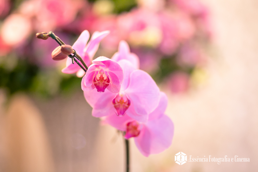 orquídeas-em-casamento