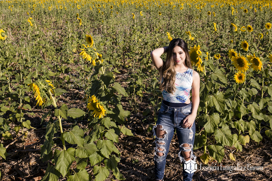 campo-de-girassol-fotos