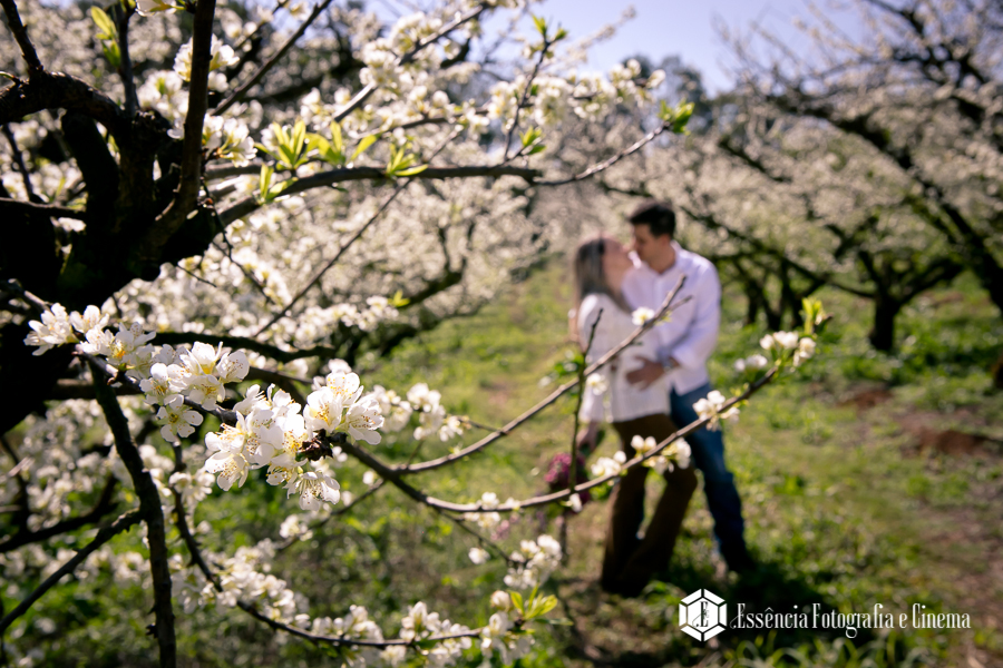 noivos-em-plantação-de-ameixa