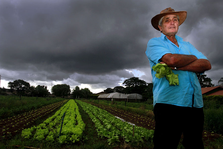 Agricultor em plantação de alface em Franca ameaçada por tempestades e chuva forte que estraga folhas