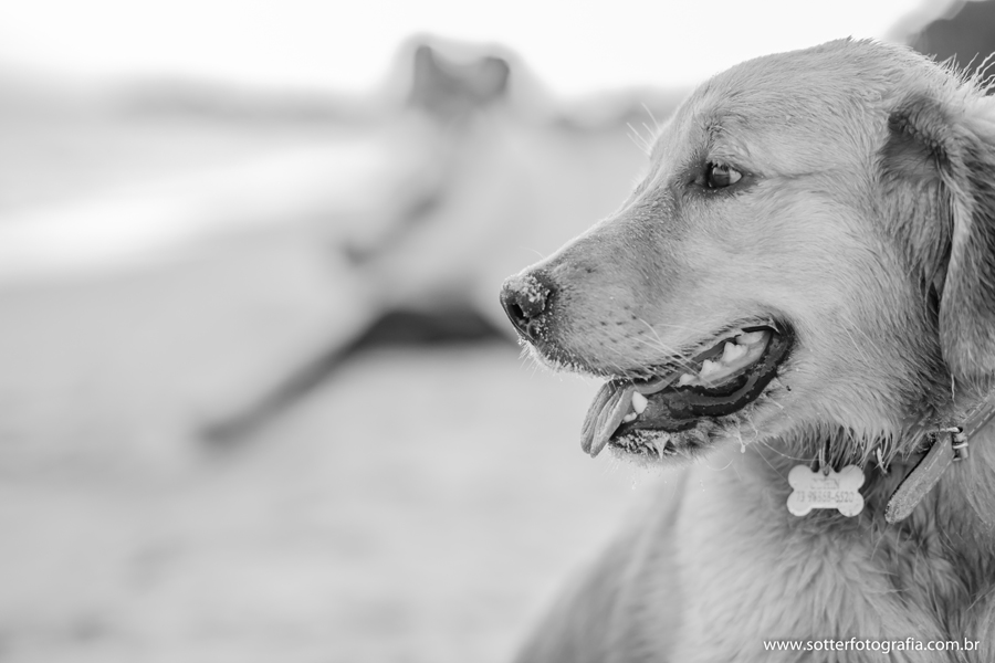 trash the drass, porto seguro, trancoso, arraial dajuda, casamento , casar ,  vestido de noiva , noiva classica , veu de noiva , lapis de noiva, bride , ensaio com cachorro , odhin , noivos ,casar na bahia , fotografo de casamento em trancoso , fotografo 