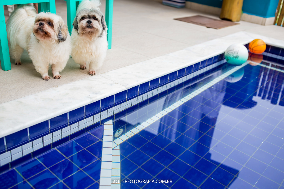 cachorros em casamento 