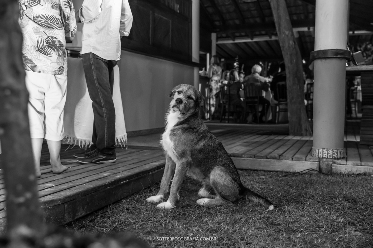 O OLHAR DO CACHORRO NO CASAMENTO SOTTER FOTOGRAFIA, ARRAIAL DAJUDA E TRANCOSO 