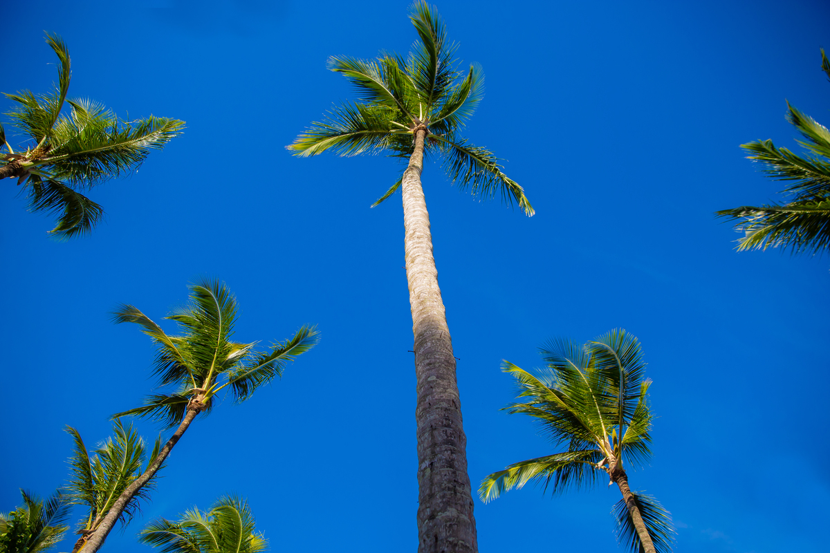 sotter fotografia casamento na praia trancoso arraial dajuda noivas wedding save e date casar na bahia 