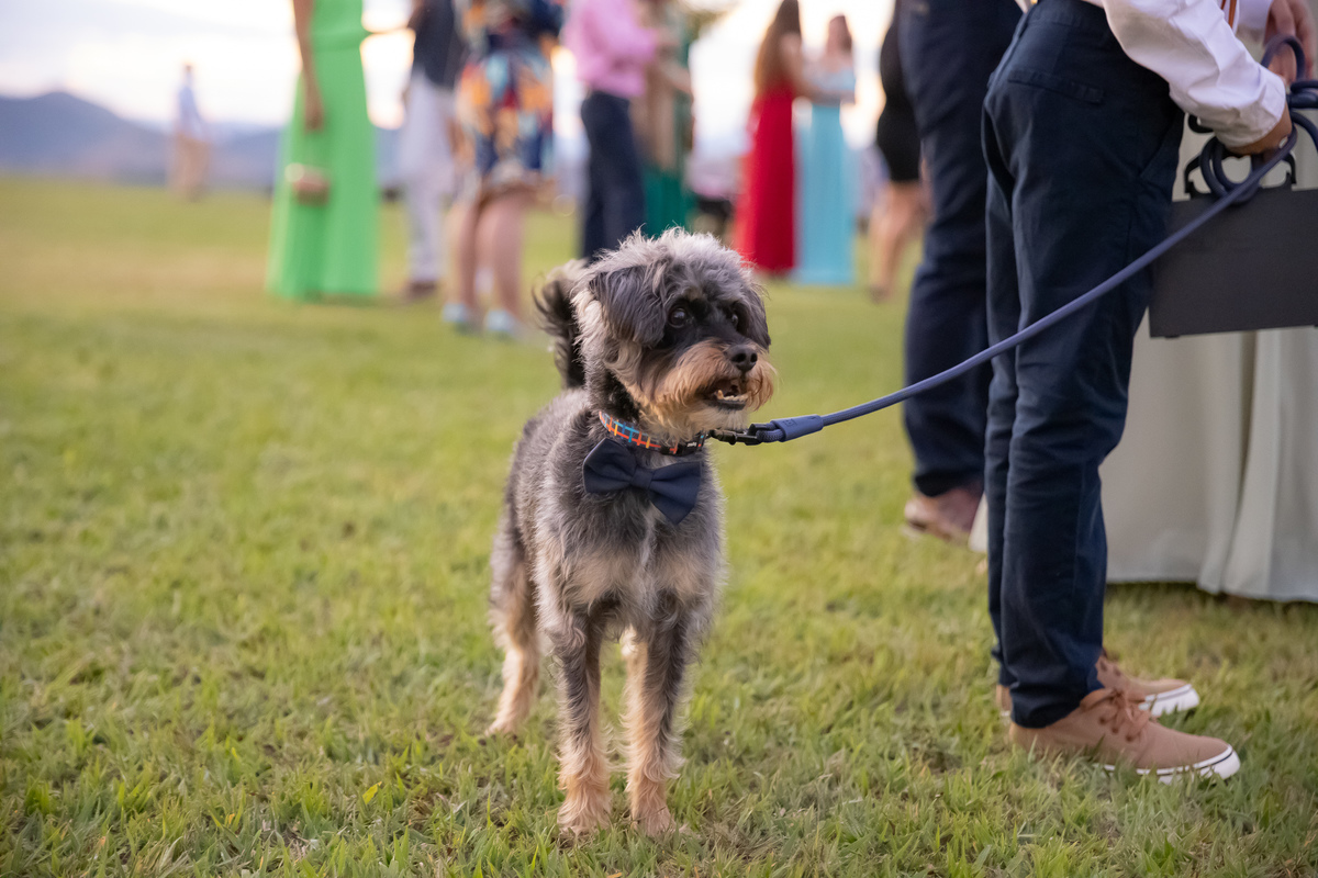 pet cerimonia Vale dos Desejos  Fernanda e Leo  Casamento
