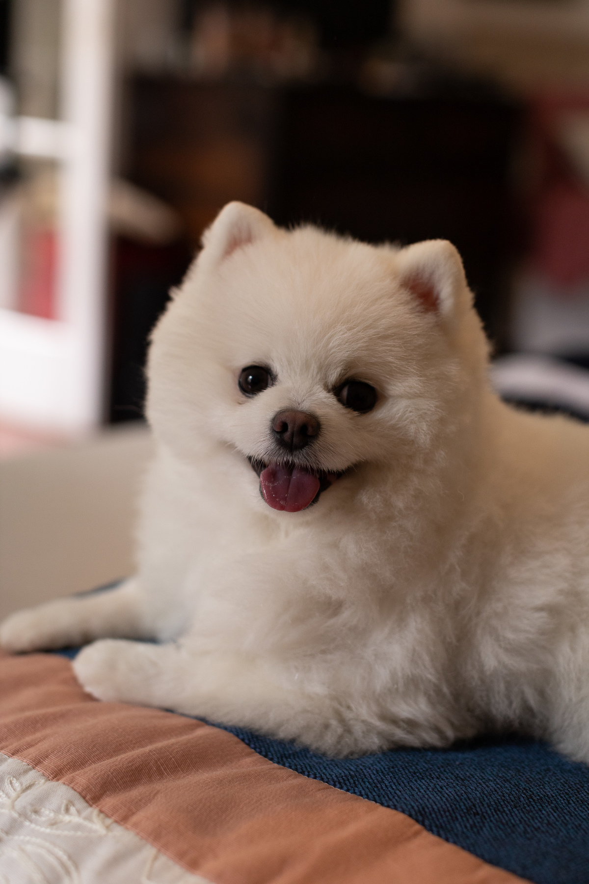 fotografo casamento petrópolis locanda della mimosa itaiapva