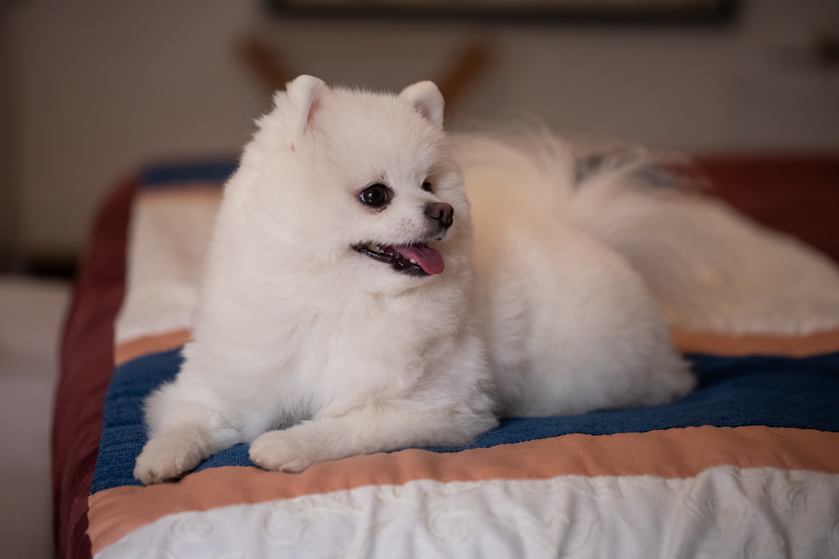 fotografo casamento petrópolis locanda della mimosa itaiapva