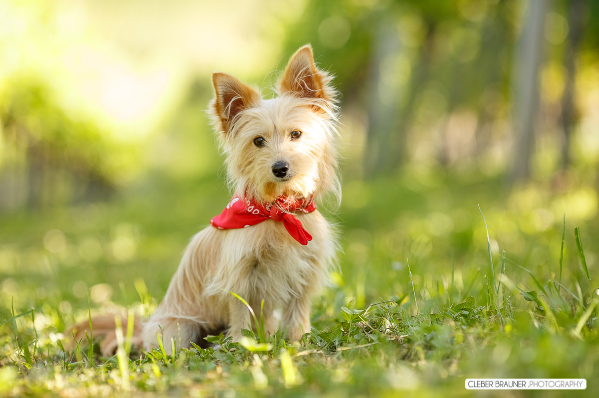 Lindo ensaio gestante fotografado na vinicola valduga em Bento Gonçalves Rs, pelo fotógrafo de casamento de Caxias do Sul Cleber Brauner
