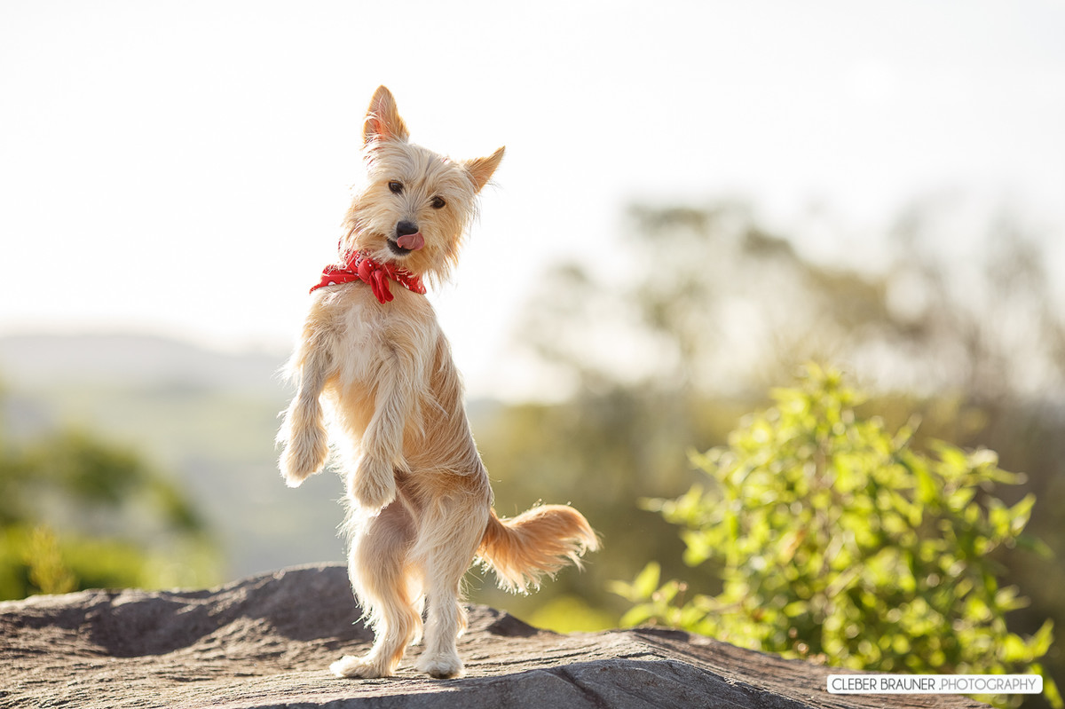 Lindo ensaio gestante fotografado na vinicola valduga em Bento Gonçalves Rs, pelo fotógrafo de casamento de Caxias do Sul Cleber Brauner