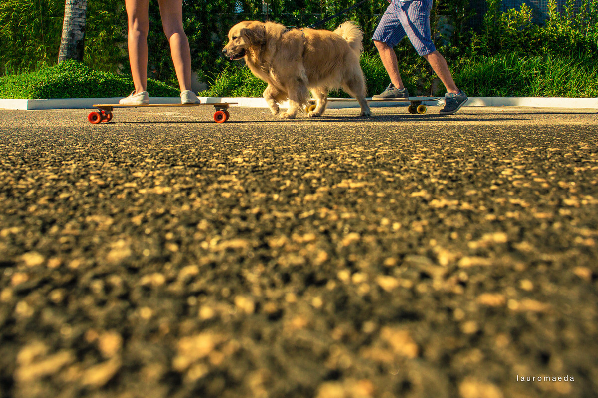 cachorro ao lado de skatistas