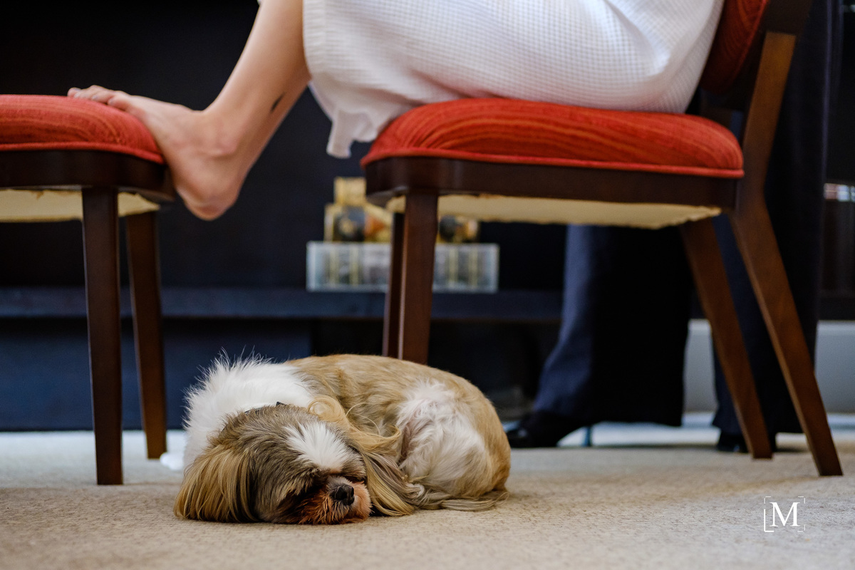 cão deitado ao lado da noiva
