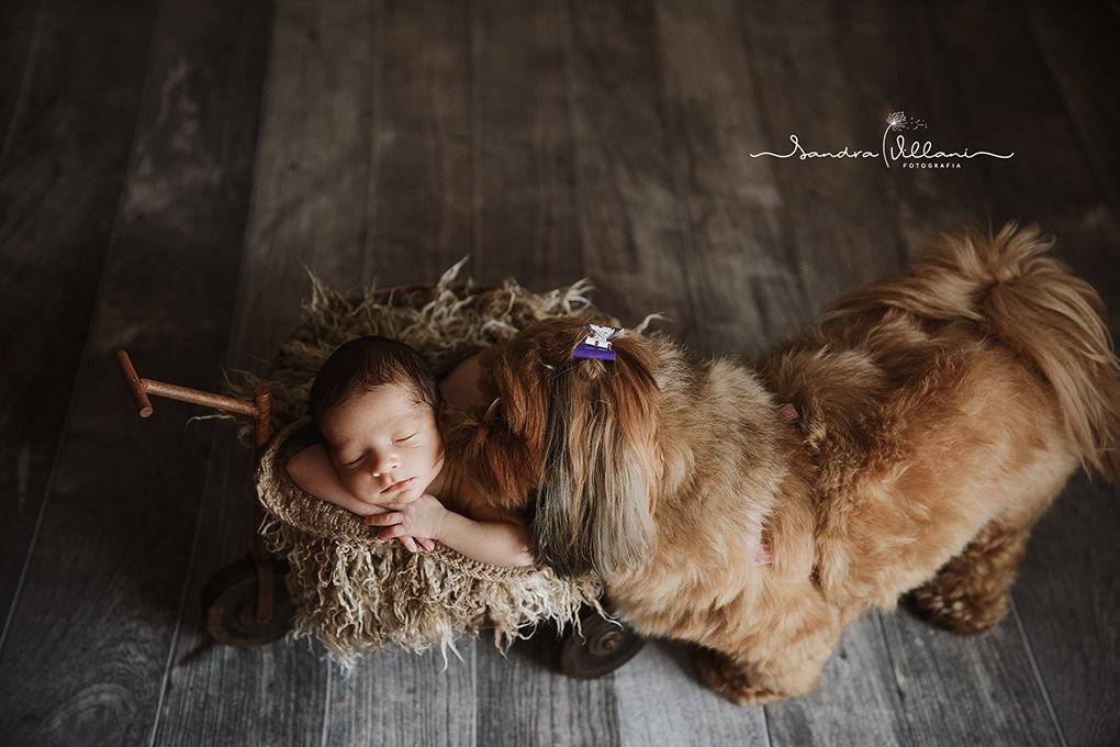 ensaio newborn de um casal de gemeos com pet