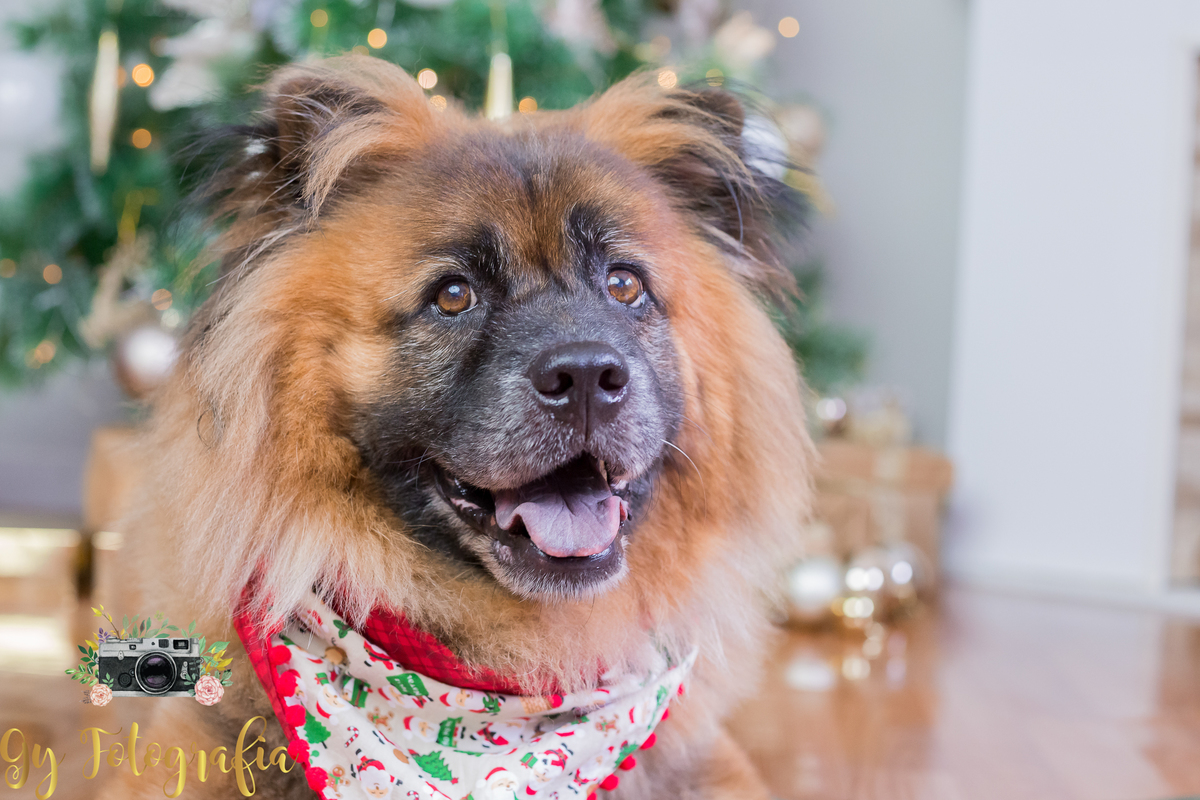 Thor o Chow Chow velhinho, mais lindo que você vai ver hoje! Mini ensaio de natal, fotografo em londrina, momento registrado pela fotografa Giscellayne | Gy fotografia, fotógrafa especializada em ensaios de bebes, crianças e gestantes.