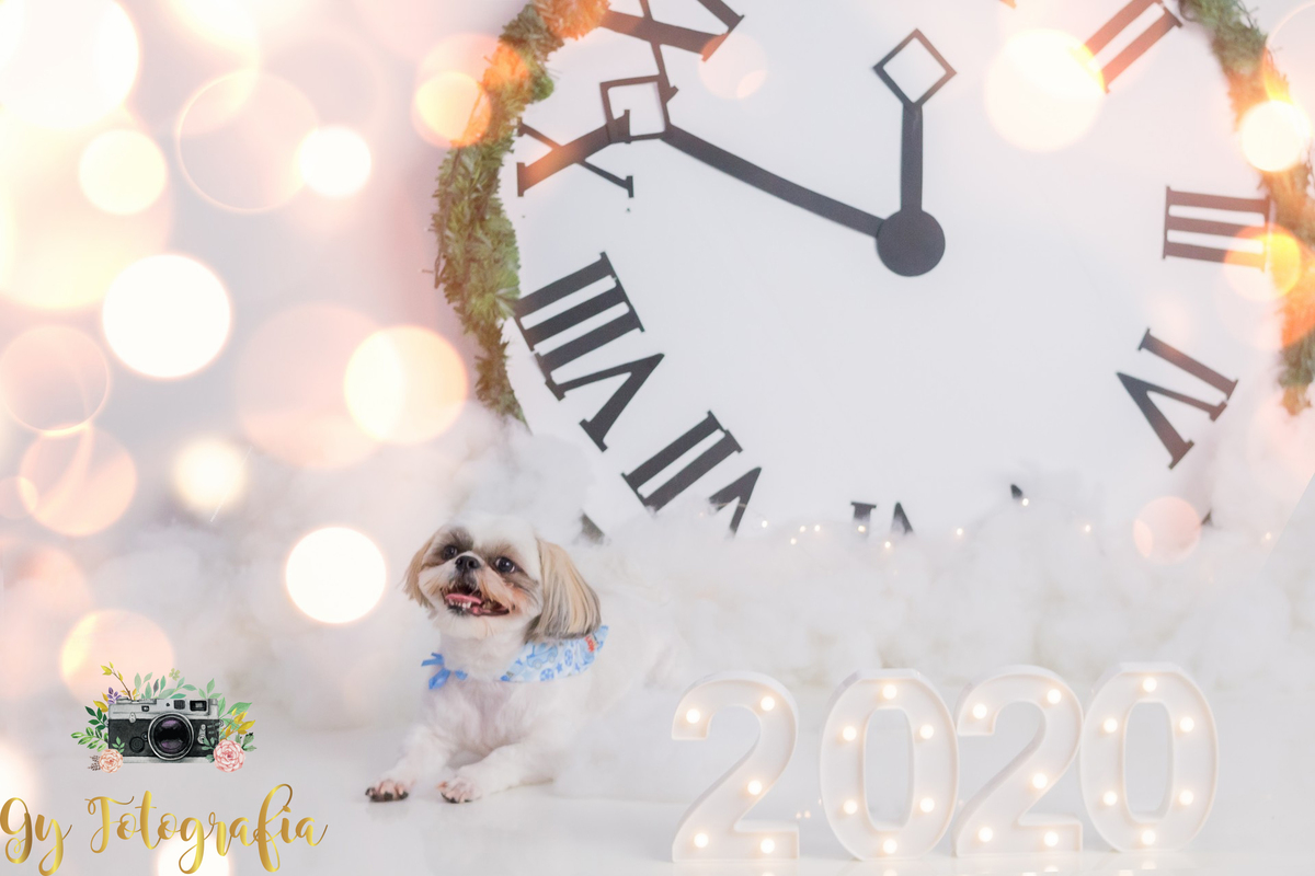 Cão Teodoro, da raça Shih-tzu, na nossa sessão de natal no estúdio.
fotografo em londrina que fotografa animais de estimação, cachorro e gatos! Gy fotografia.