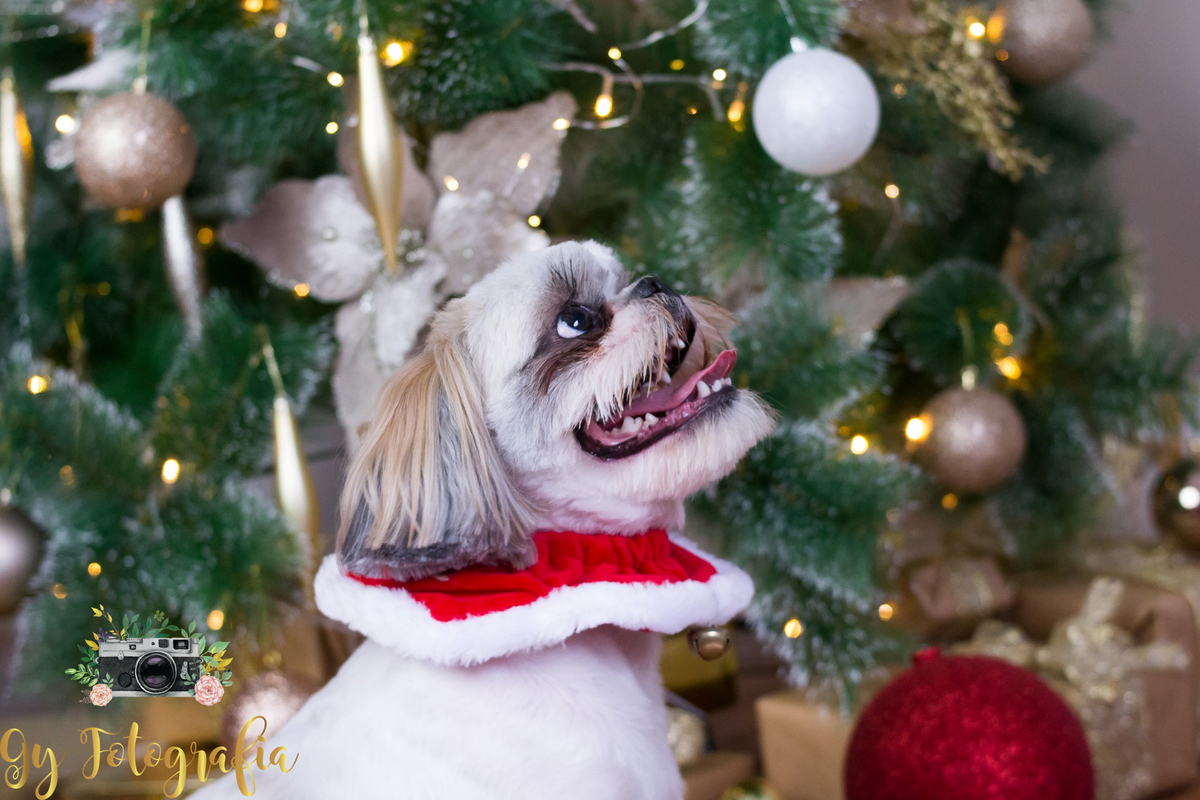 olhando pra mamãe! Cão Teodoro, da raça Shih-tzu, na nossa sessão de natal no estúdio.
fotografo em londrina que fotografa animais de estimação, cachorro e gatos! Gy fotografia.