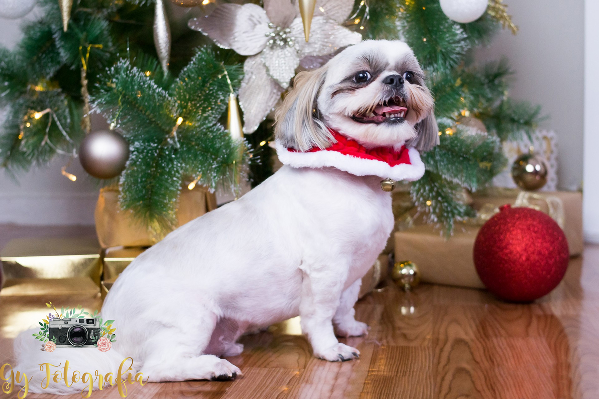 foto que foi para o chaveiro da mamãe! Cão Teodoro, da raça Shih-tzu, na nossa sessão de natal no estúdio.
fotografo em londrina que fotografa animais de estimação, cachorro e gatos! Gy fotografia.