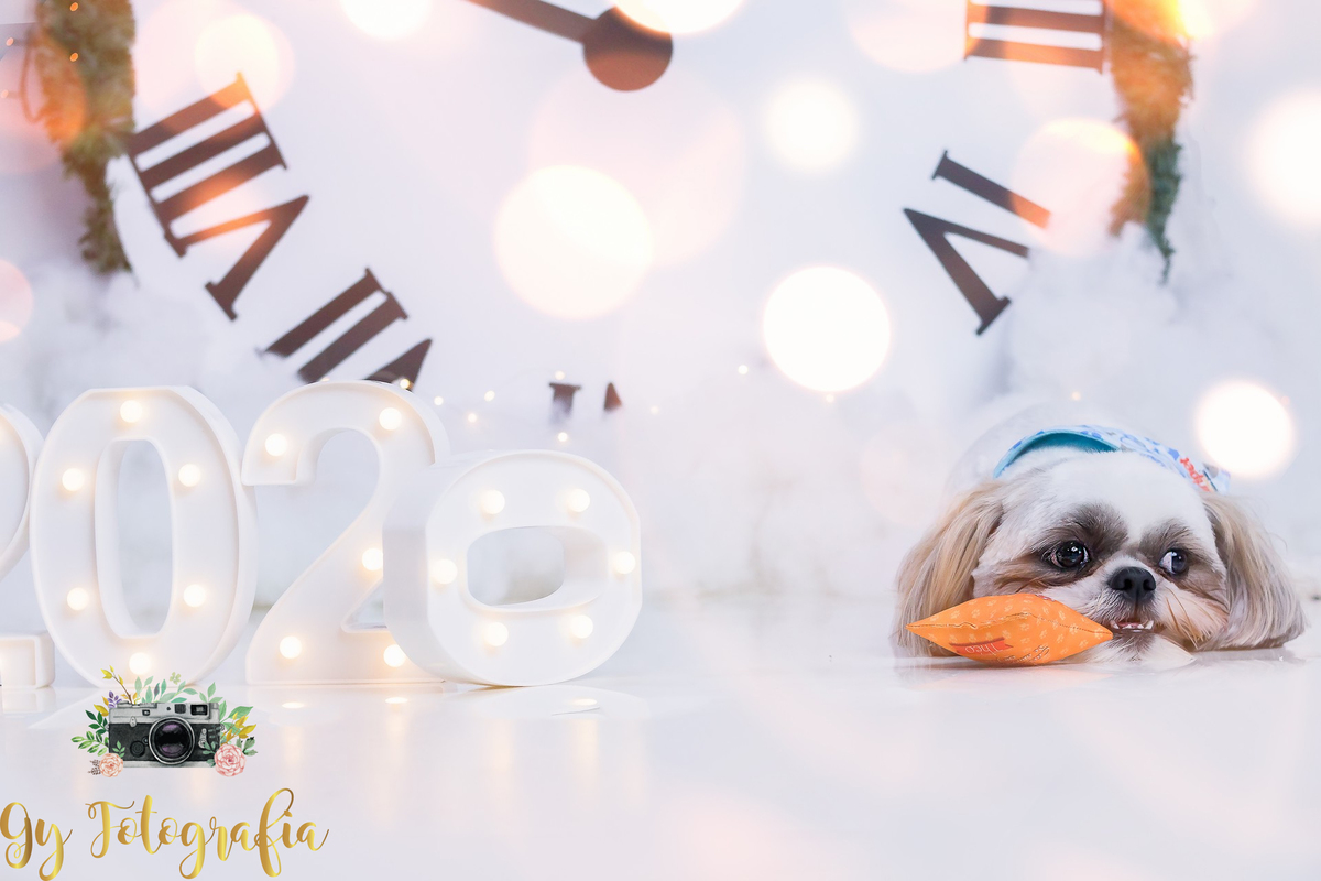 ele ganhou uma almofada de presente do pet que ele amou! Cão Teodoro, da raça Shih-tzu, na nossa sessão de natal no estúdio.
fotografo em londrina que fotografa animais de estimação, cachorro e gatos! Gy fotografia.