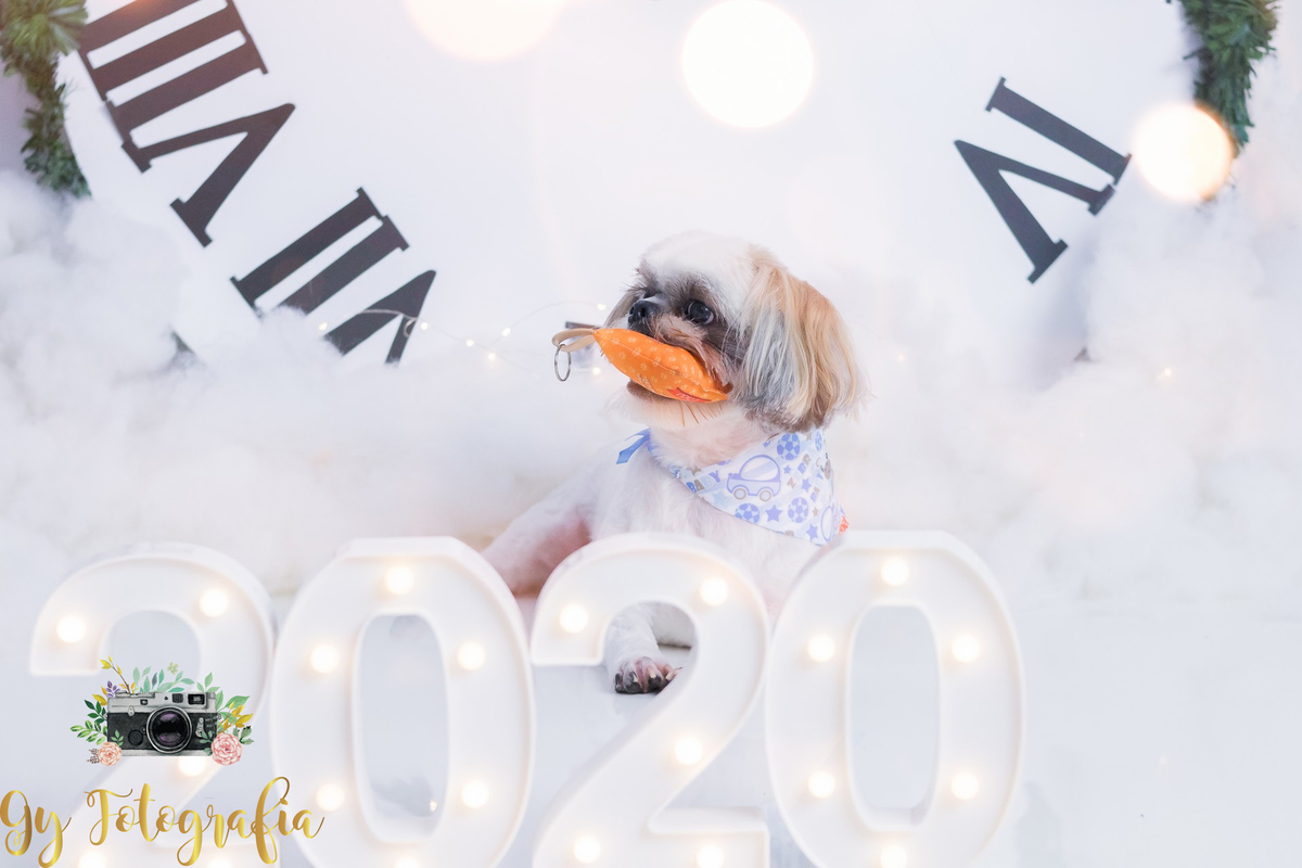 feliz 2020 pessoal! Cão Teodoro, da raça Shih-tzu, na nossa sessão de natal no estúdio.
fotografo em londrina que fotografa animais de estimação, cachorro e gatos! Gy fotografia.
