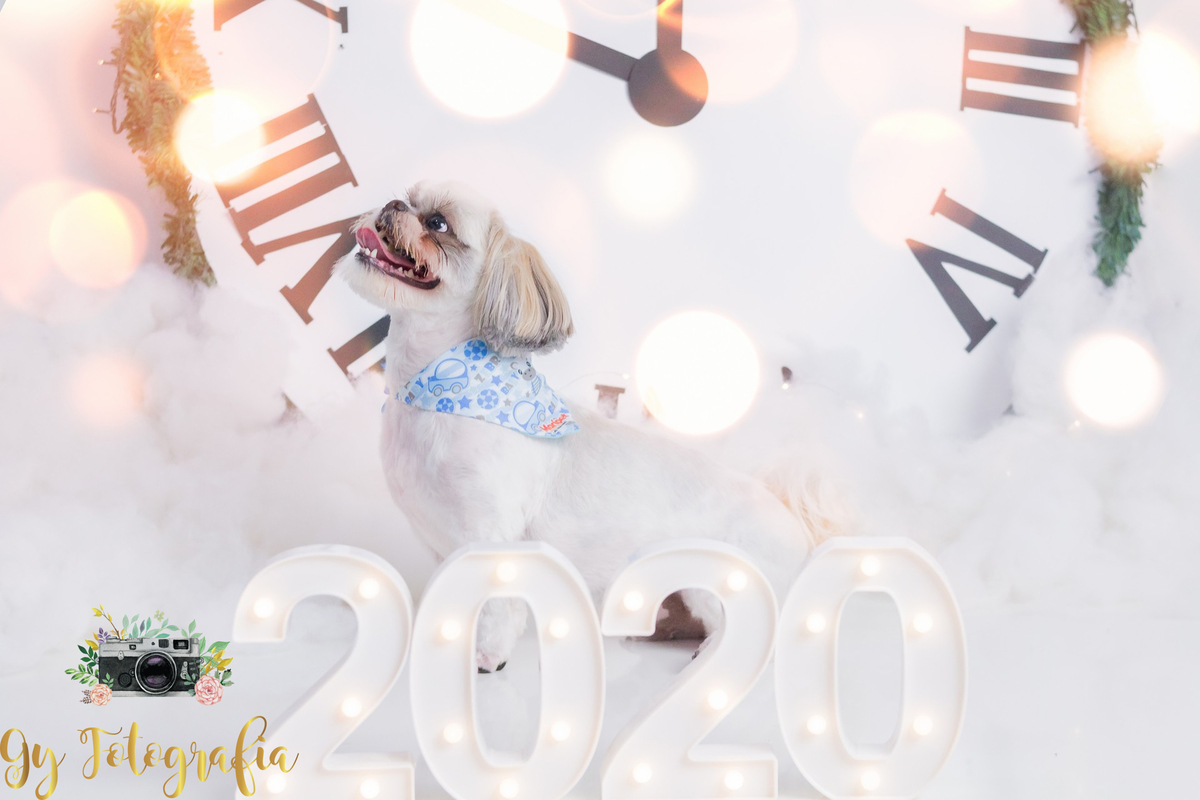 2020 se prepara, to chegando! Cão Teodoro, da raça Shih-tzu, na nossa sessão de natal no estúdio.
fotografo em londrina que fotografa animais de estimação, cachorro e gatos! Gy fotografia.