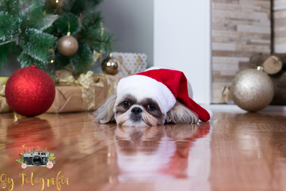 Cão Teodoro, da raça Shih-tzu, na nossa sessão de natal no estúdio.
fotografo em londrina que fotografa animais de estimação, cachorro e gatos! Gy fotografia.