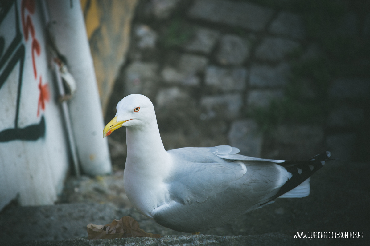 trash the dress Porto