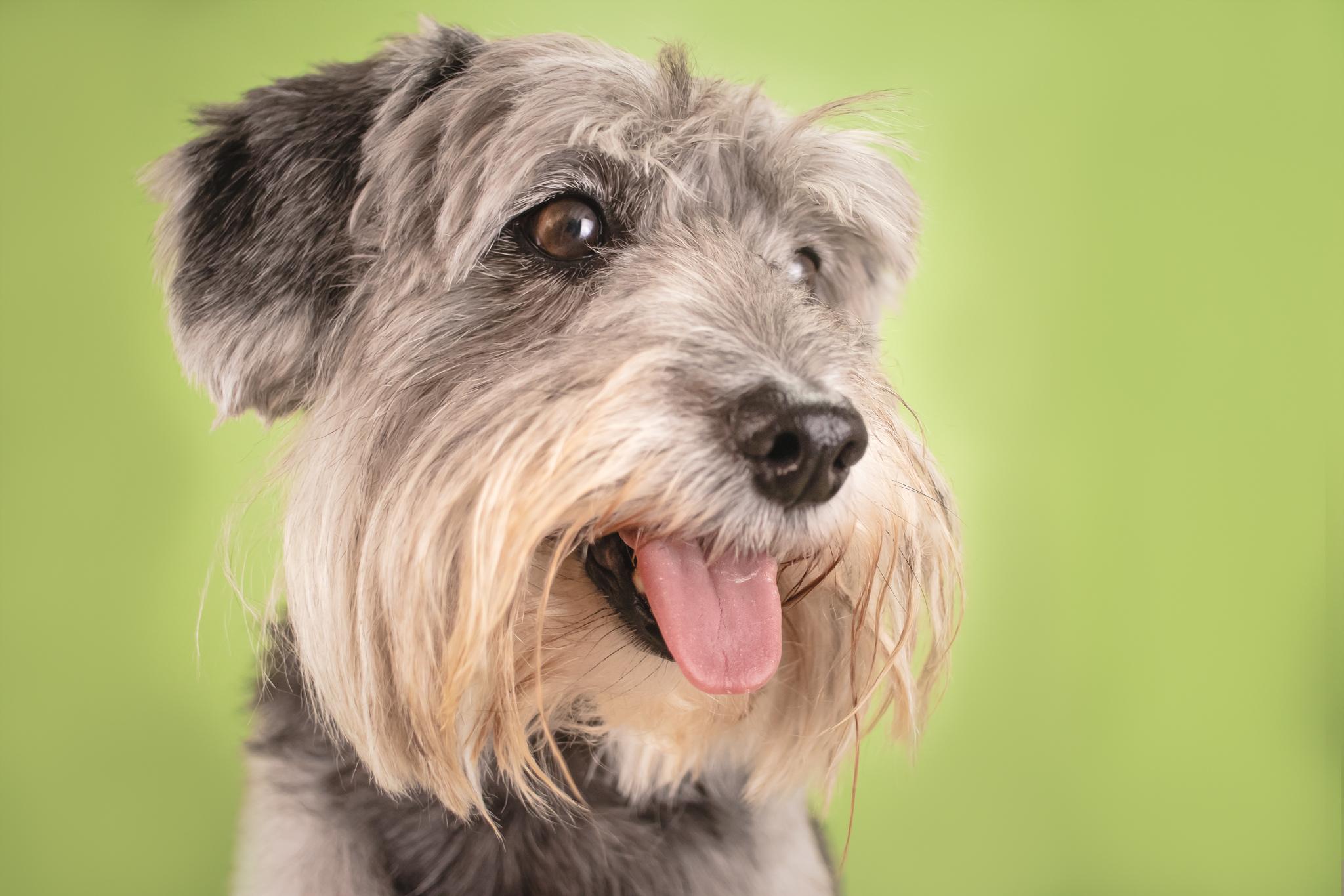 Contate Dani Belloto Fotografia Pet - São José do Rio Preto e Região