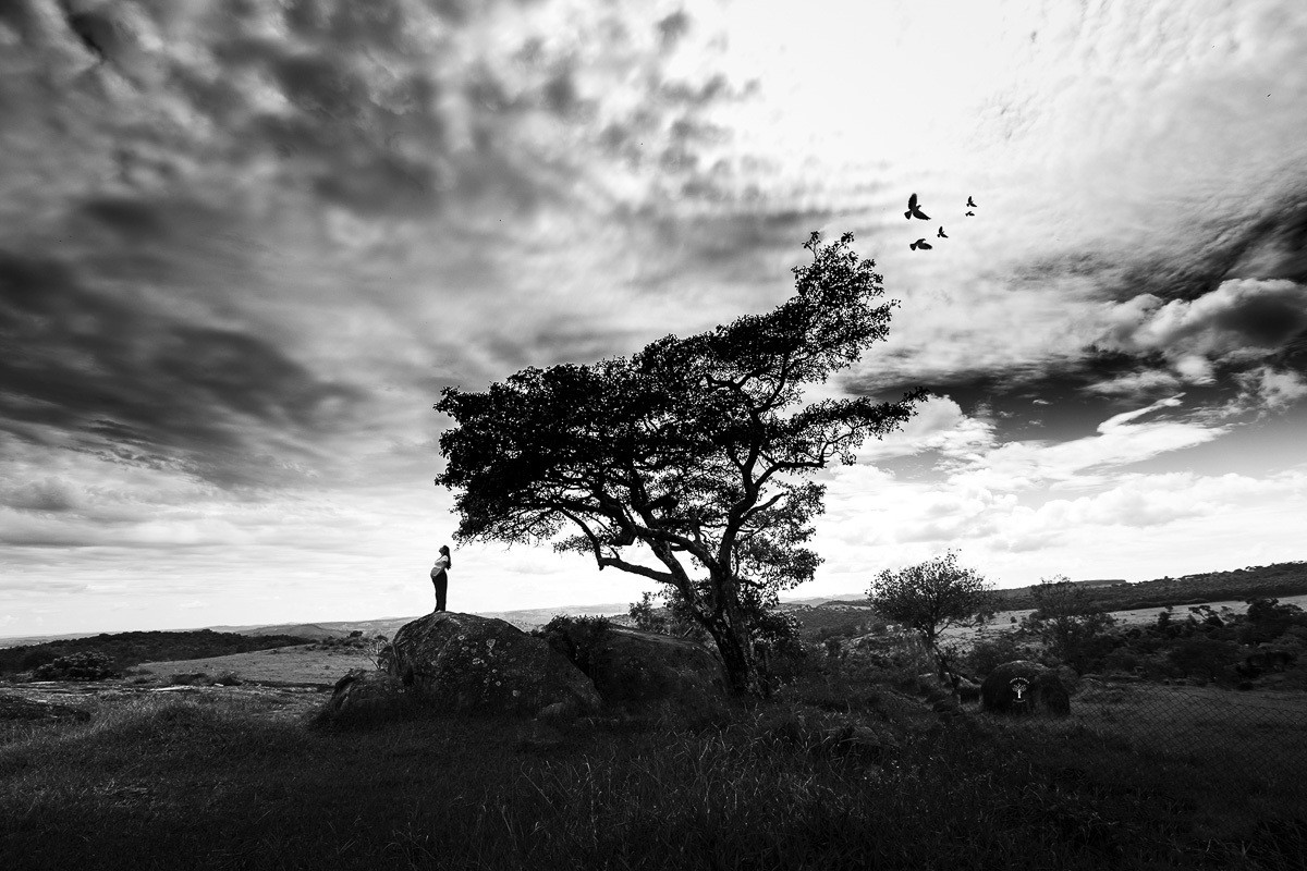 pássaros voam em direção ao sol em valinhos sp