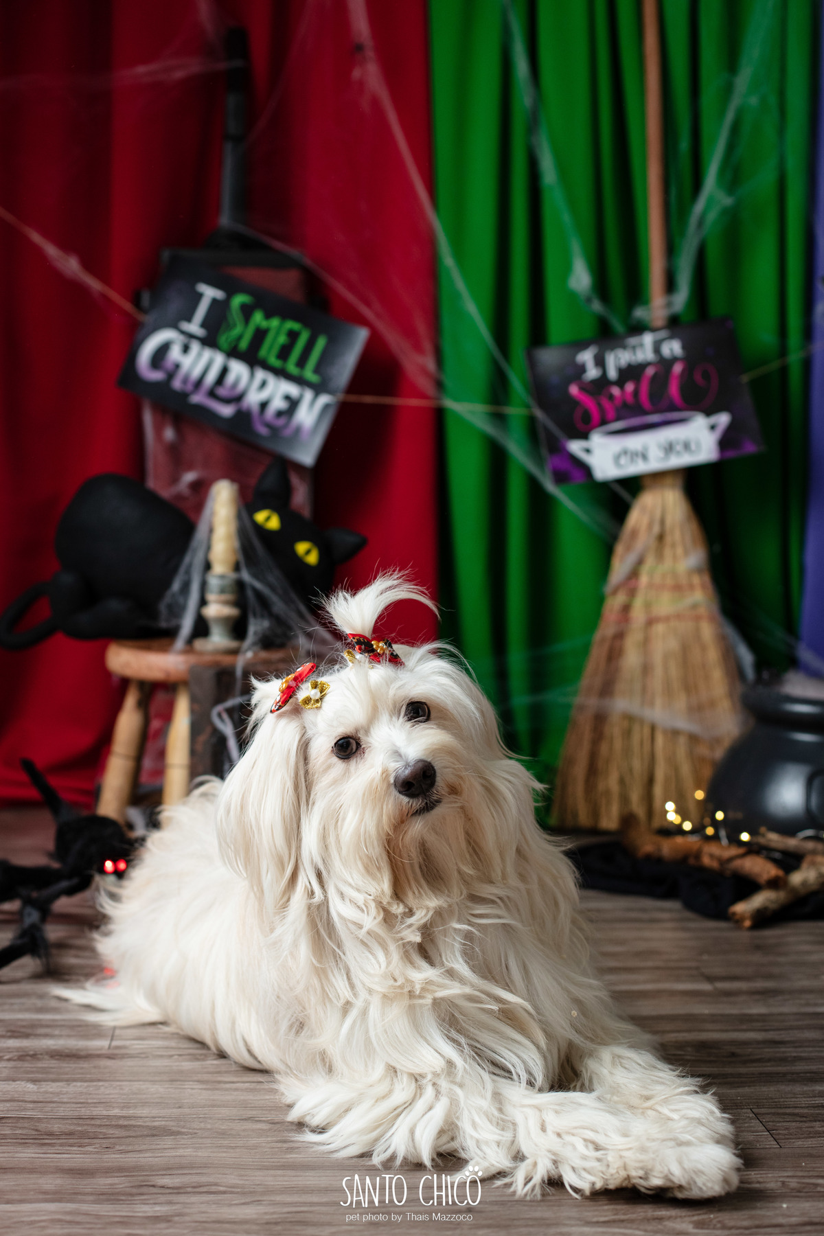 ensaio pet dia das bruxas santo chico fotografia halloween