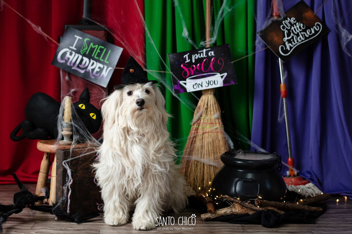 ensaio pet dia das bruxas santo chico fotografia halloween