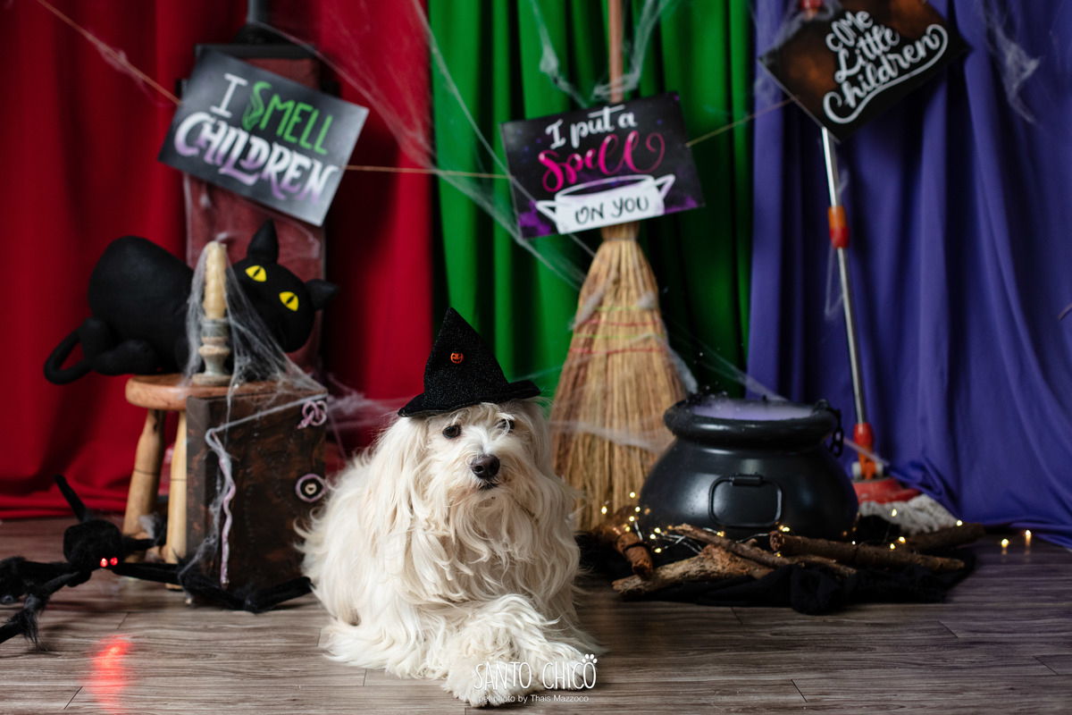ensaio pet dia das bruxas santo chico fotografia halloween