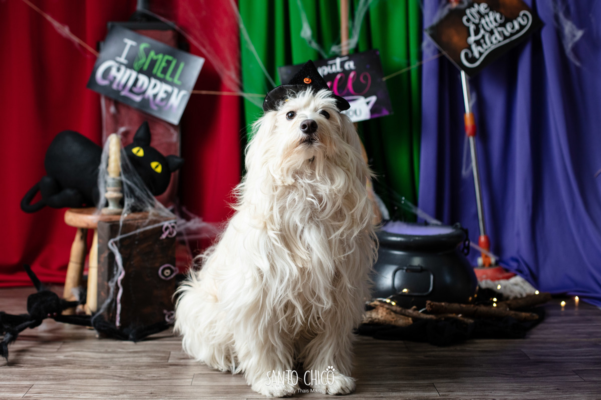 ensaio pet dia das bruxas santo chico fotografia halloween