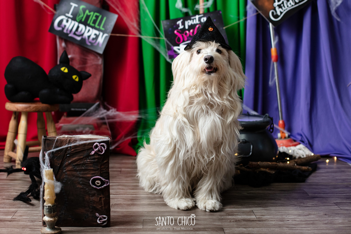 ensaio pet dia das bruxas santo chico fotografia halloween