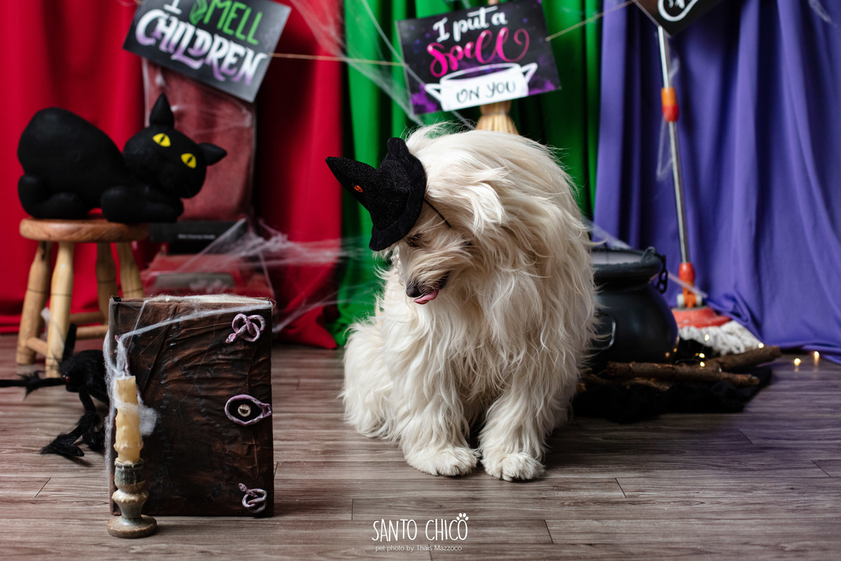 ensaio pet dia das bruxas santo chico fotografia halloween