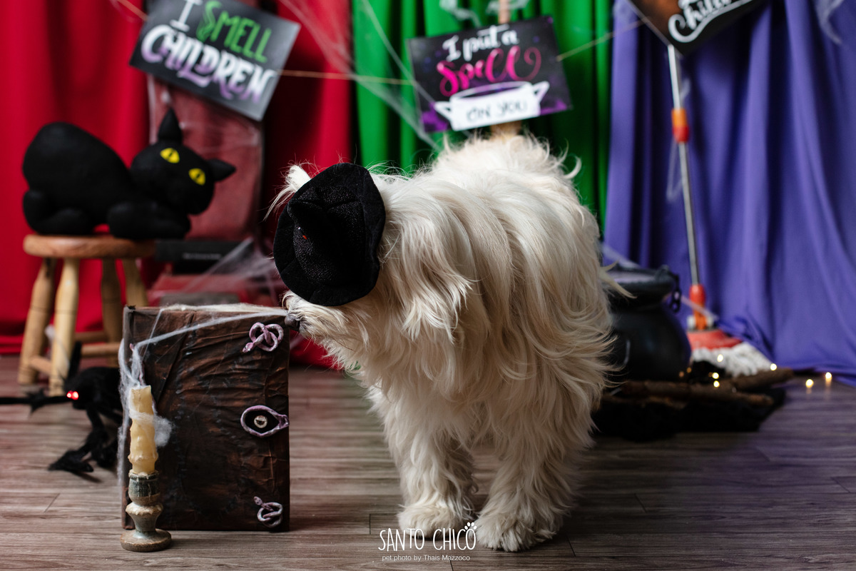ensaio pet dia das bruxas santo chico fotografia halloween