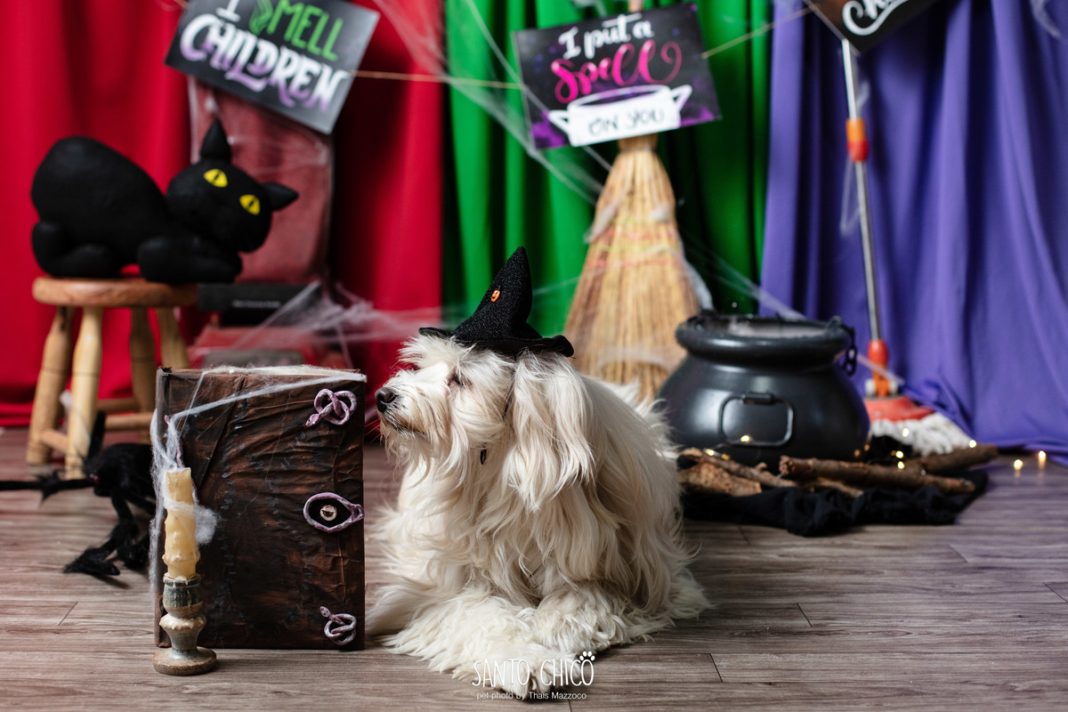 ensaio pet dia das bruxas santo chico fotografia halloween