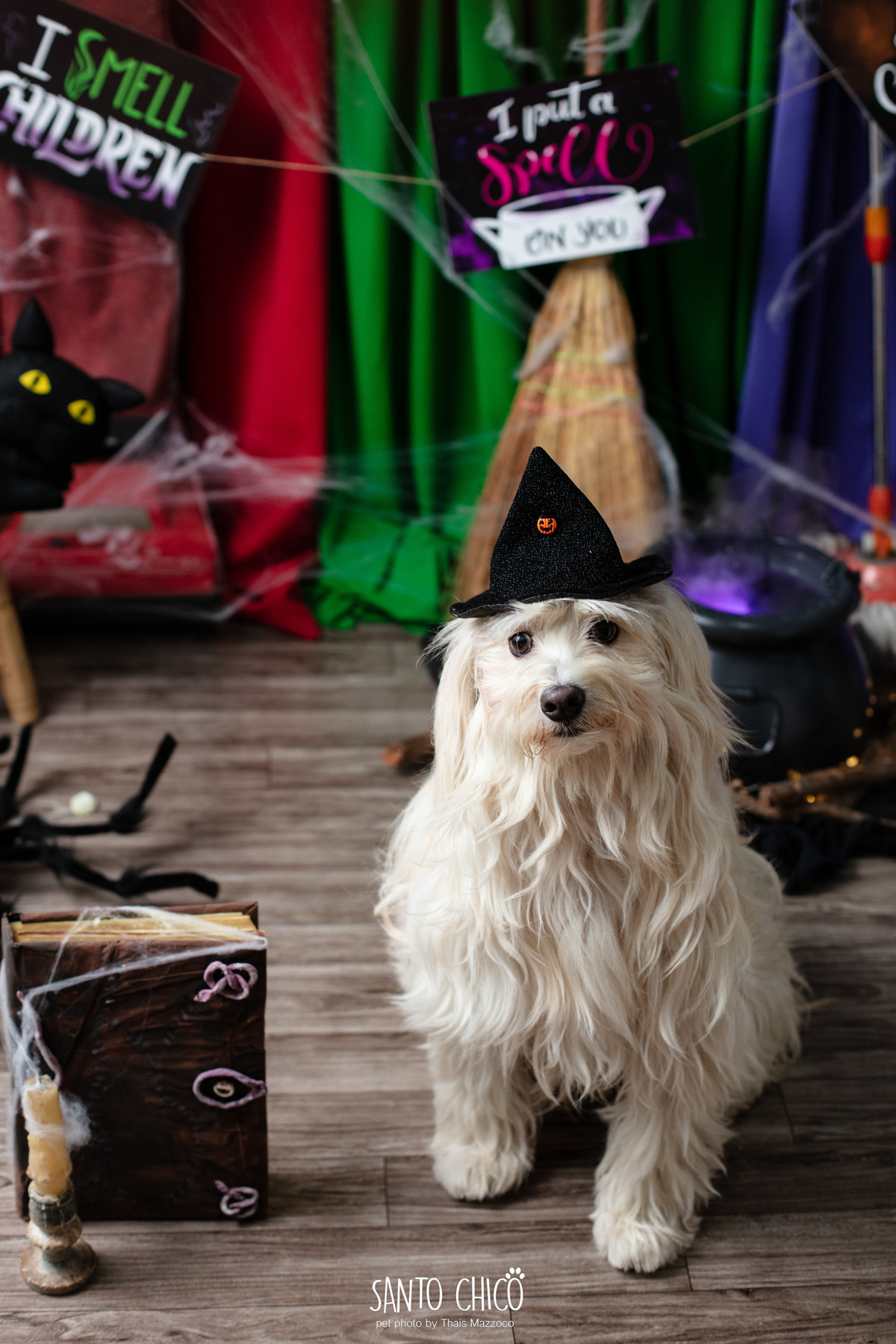 ensaio pet dia das bruxas santo chico fotografia halloween