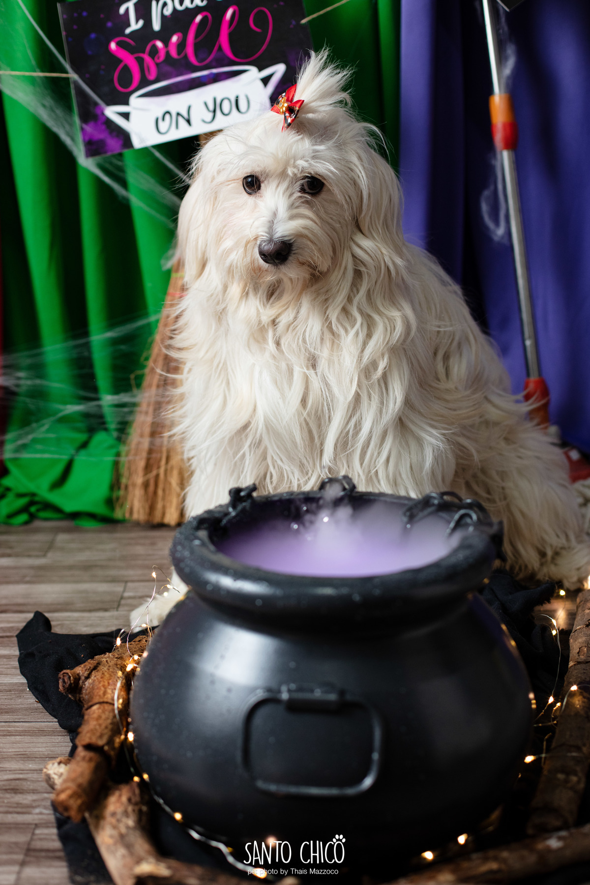 ensaio pet dia das bruxas santo chico fotografia halloween
