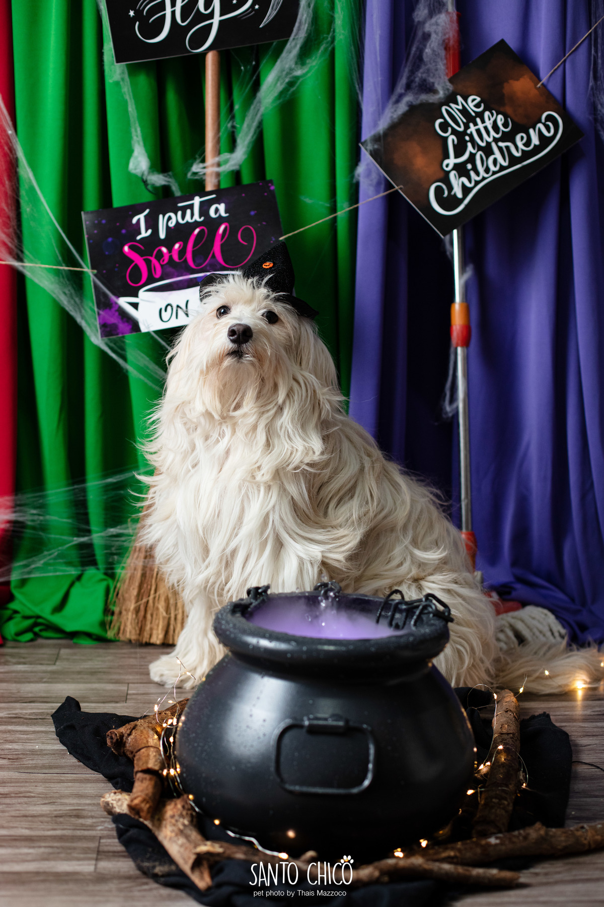 ensaio pet dia das bruxas santo chico fotografia halloween