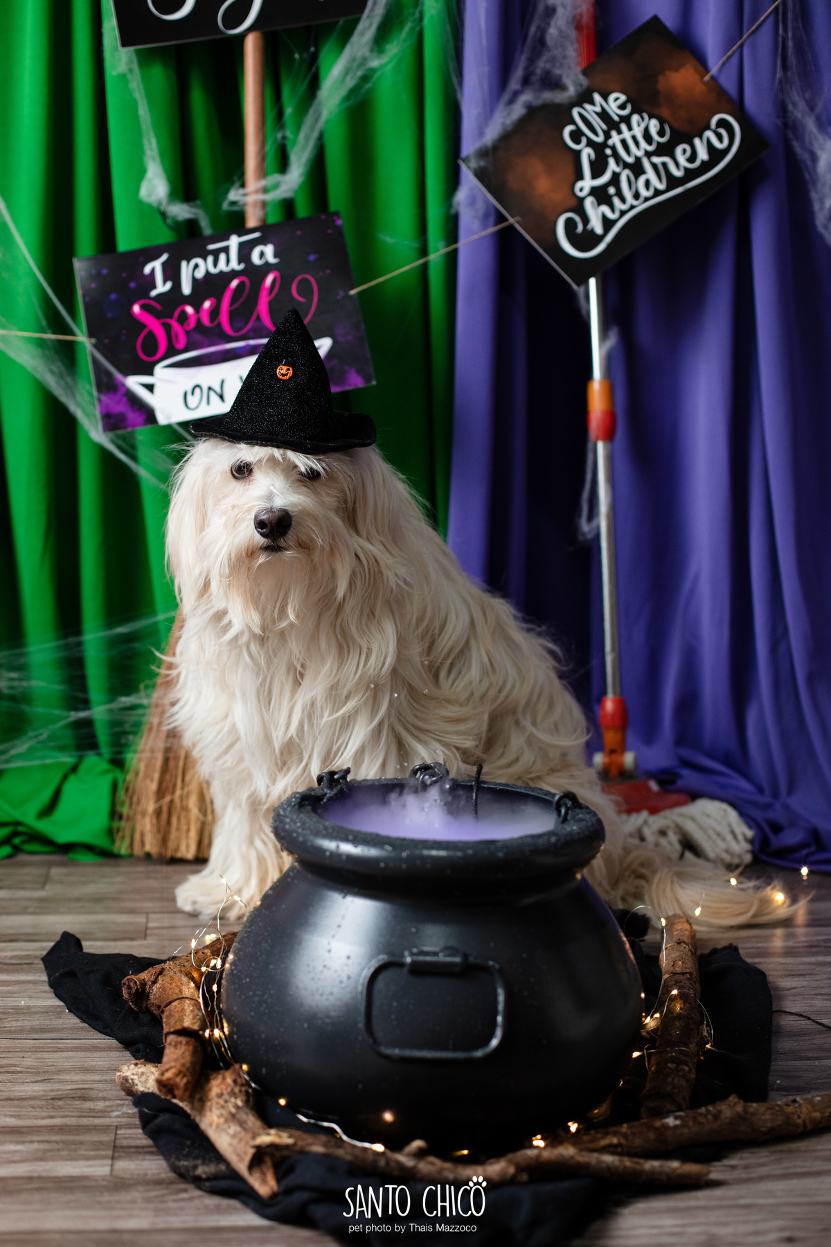 ensaio pet dia das bruxas santo chico fotografia halloween