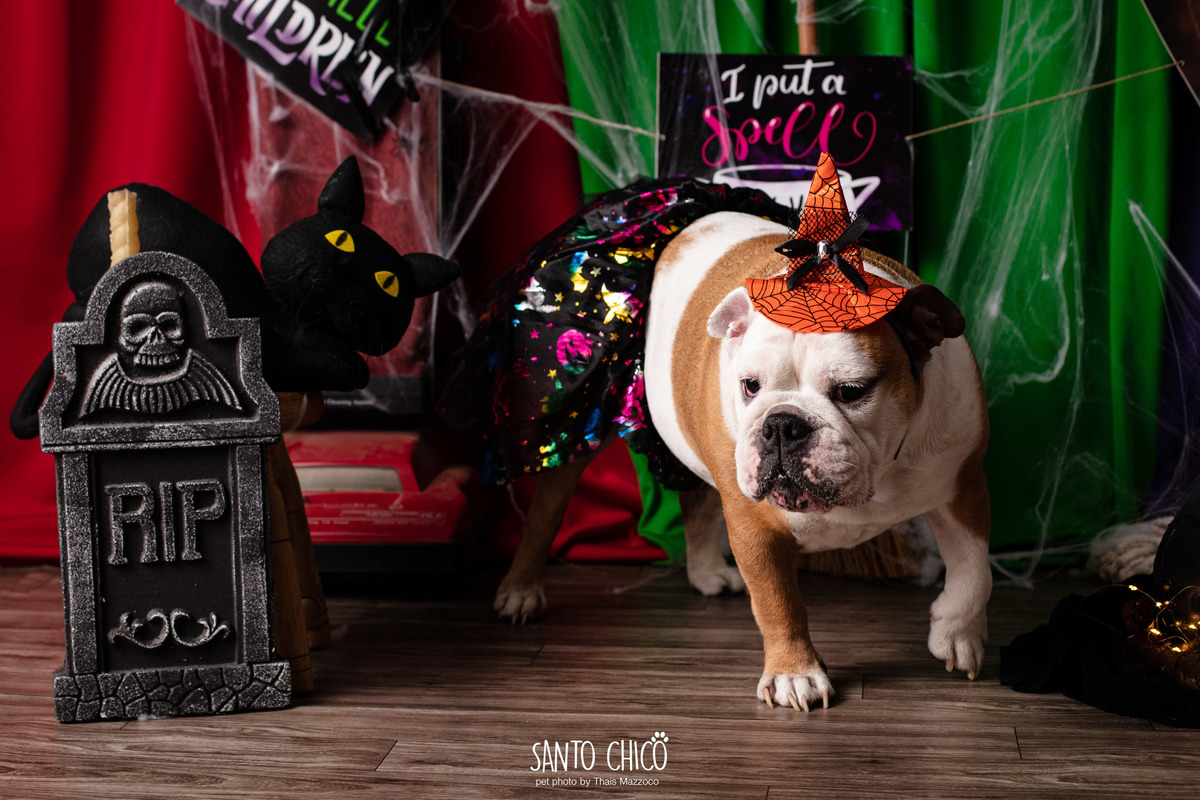 ensaio pet dia das bruxas santo chico fotografia halloween abracadabra disney hocus pocus 2 disney plus