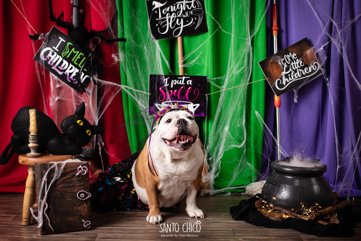 ensaio pet dia das bruxas santo chico fotografia halloween abracadabra disney hocus pocus 2 disney plus