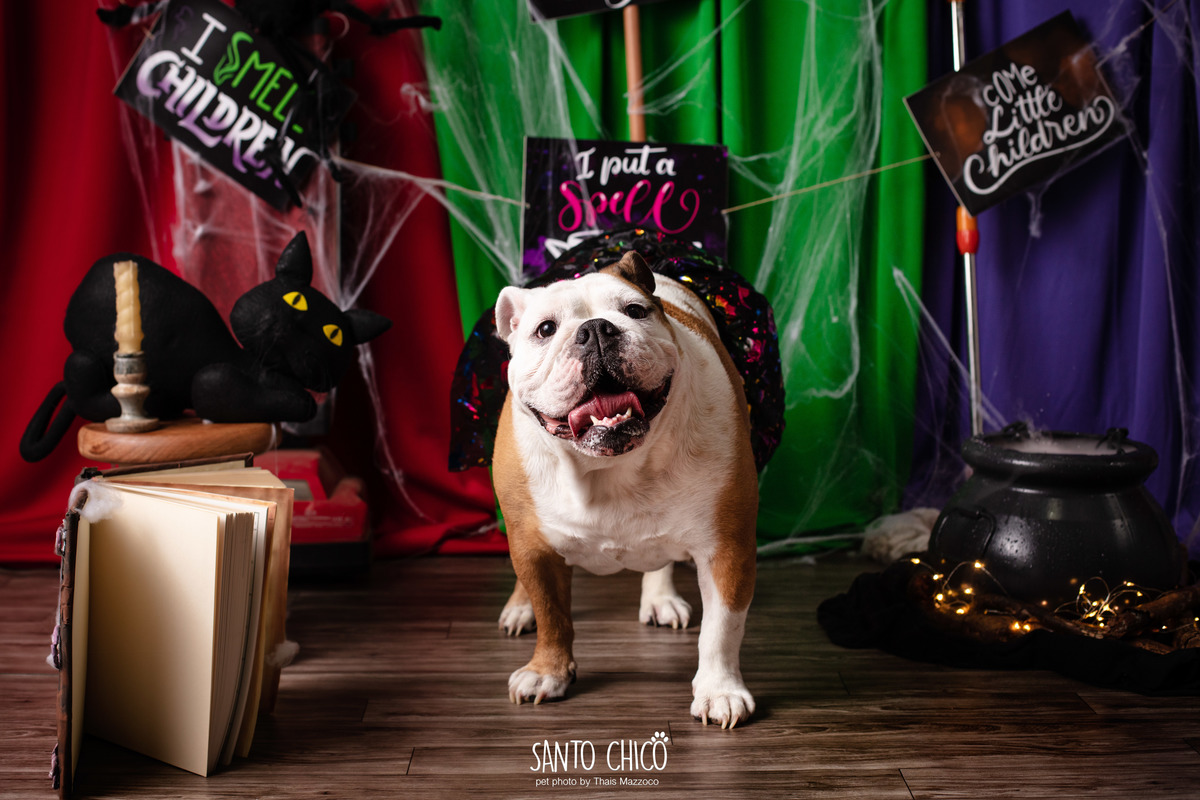 ensaio pet dia das bruxas santo chico fotografia halloween abracadabra disney hocus pocus 2 disney plus