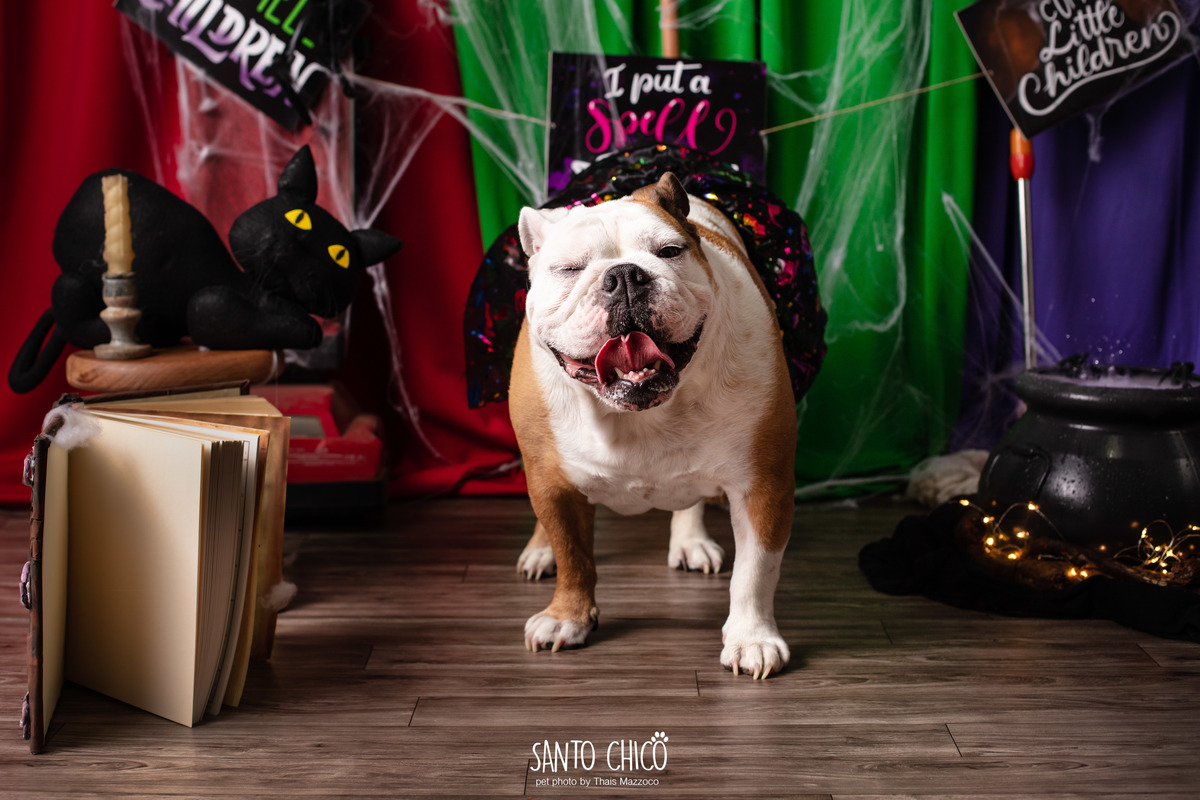 ensaio pet dia das bruxas santo chico fotografia halloween abracadabra disney hocus pocus 2 disney plus