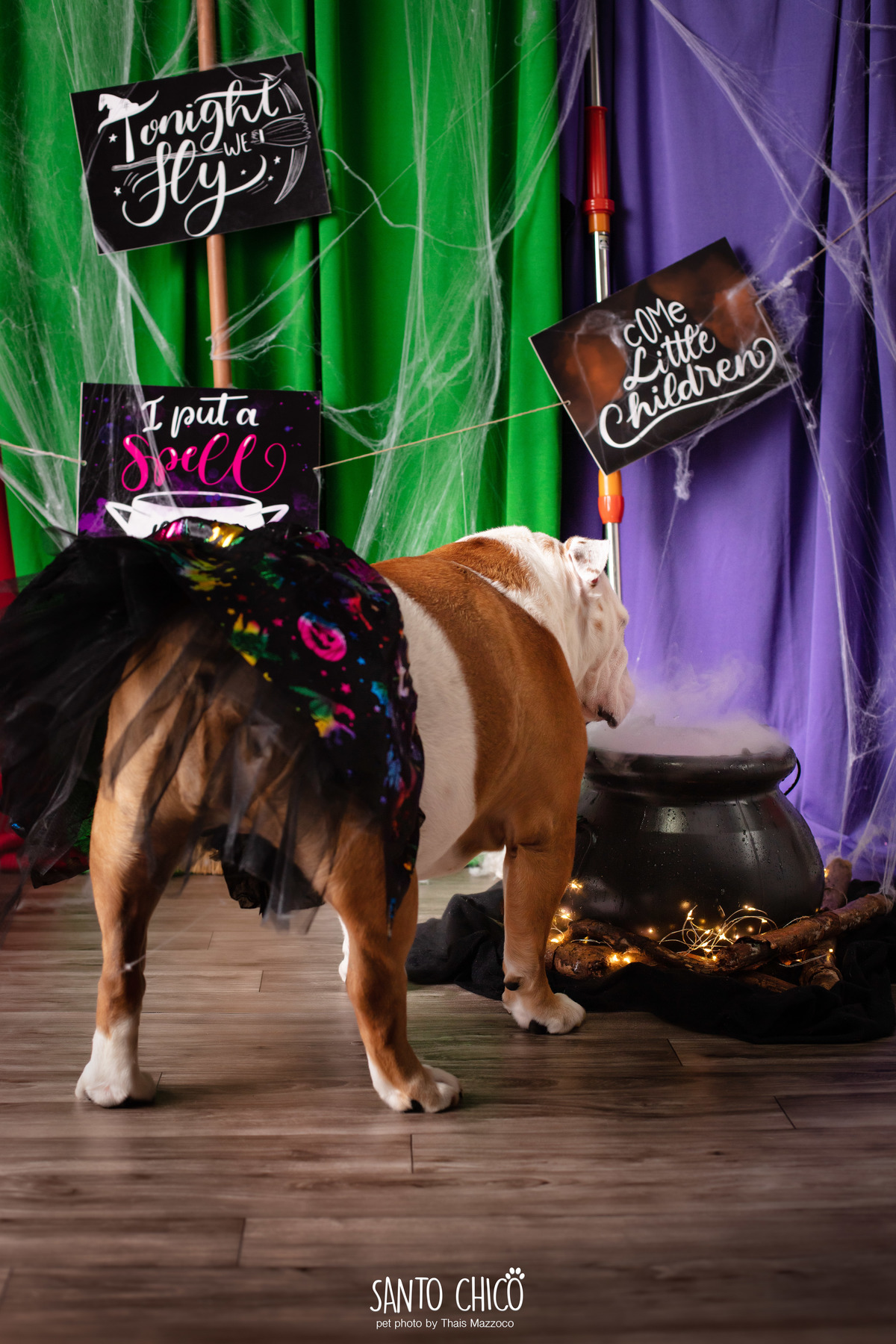 ensaio pet dia das bruxas santo chico fotografia halloween abracadabra disney hocus pocus 2 disney plus