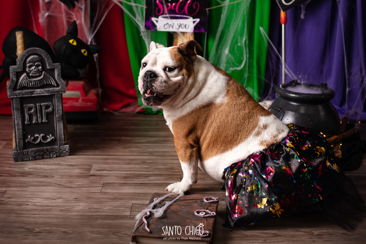 ensaio pet dia das bruxas santo chico fotografia halloween abracadabra disney hocus pocus 2 disney plus