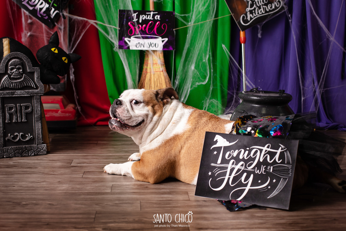 ensaio pet dia das bruxas santo chico fotografia halloween abracadabra disney hocus pocus 2 disney plus